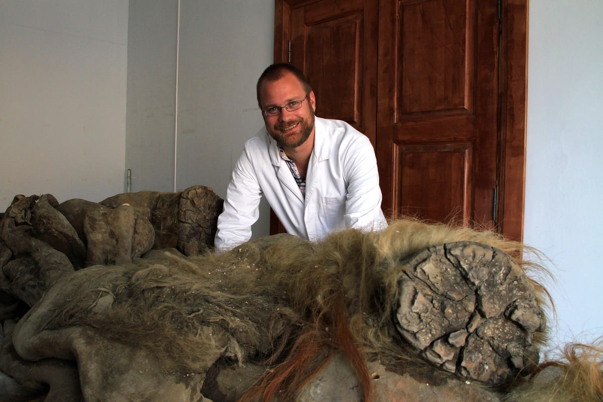 Woolly mammoths ‘evolved smaller ears and fluffier coats over 700,000 years’