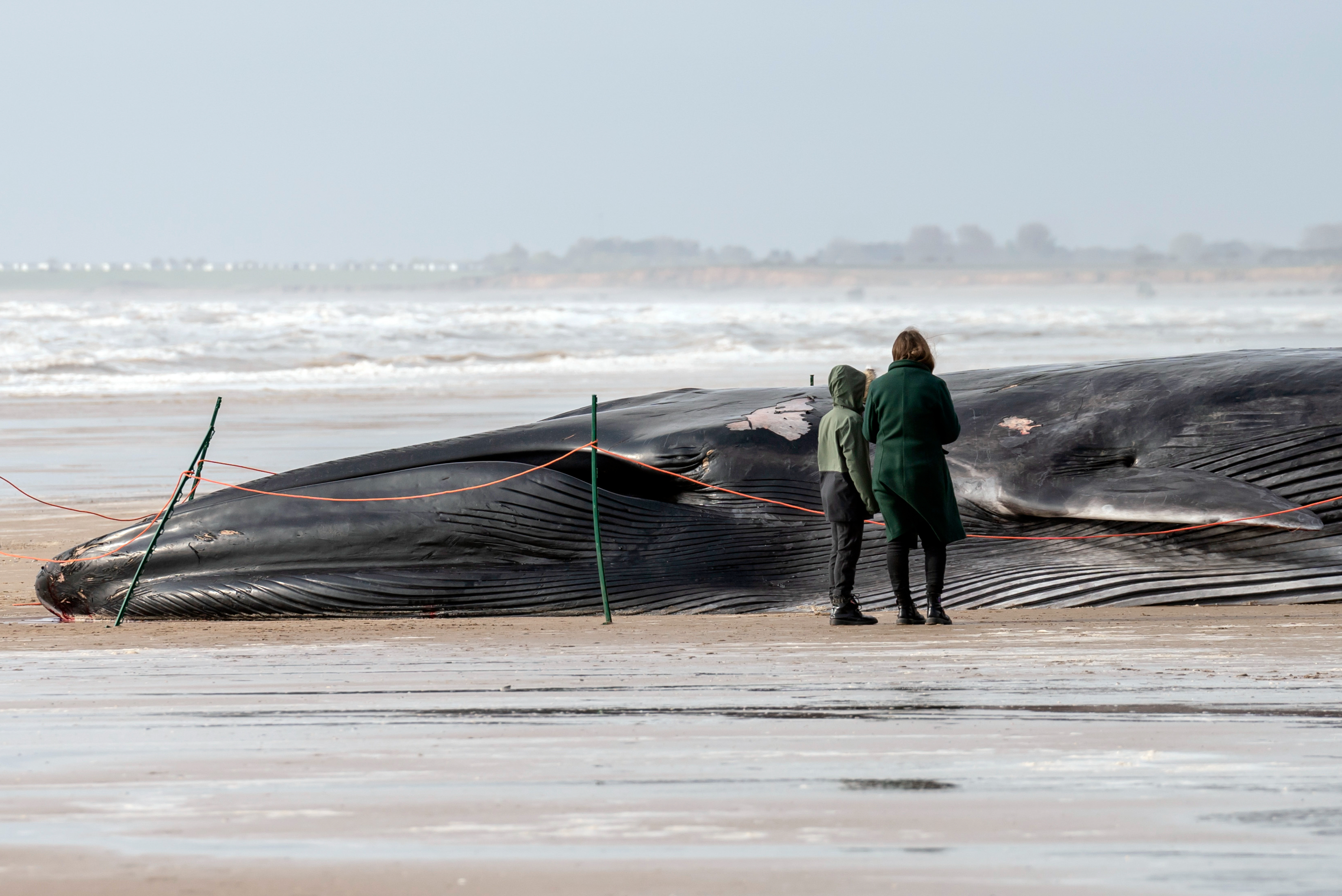Public urged to keep away from body of 55ft whale on Yorkshire beach