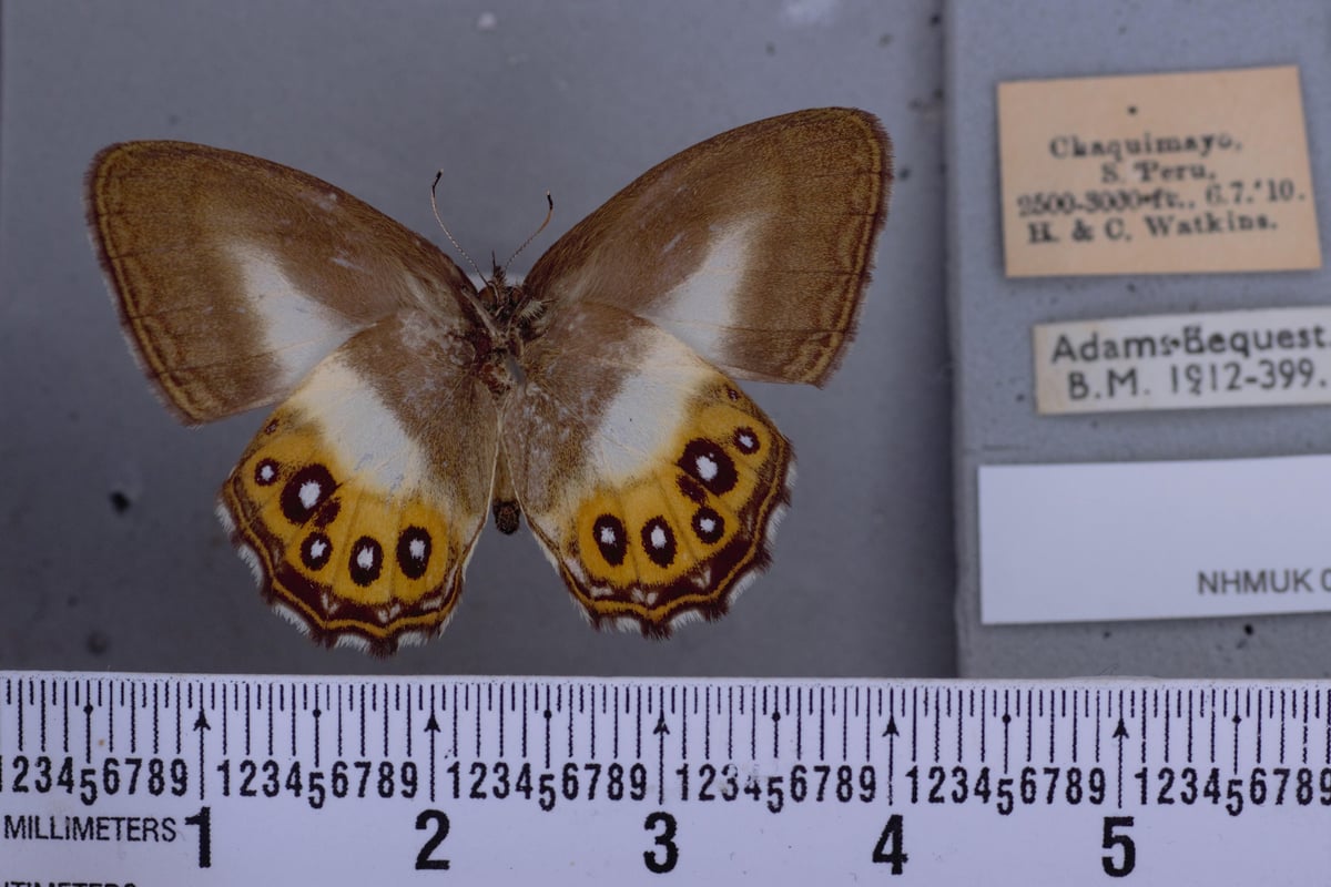 Butterflies named after Lord Of The Rings villain Sauron