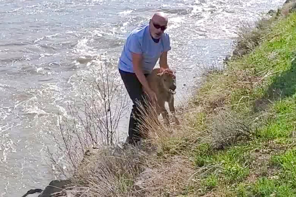 Baby bison killed by Yellowstone after park visitor touches the animal