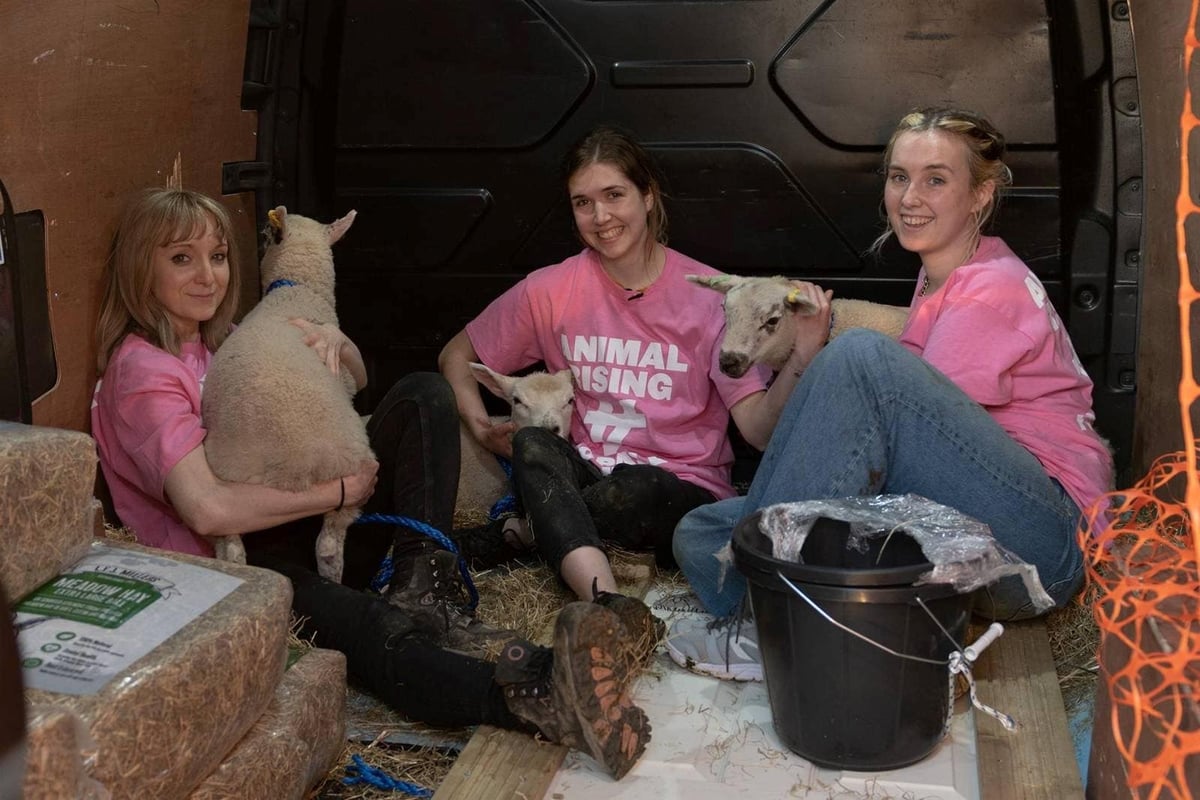 Animal rights activists ‘take three lambs from King’s Sandringham Estate’