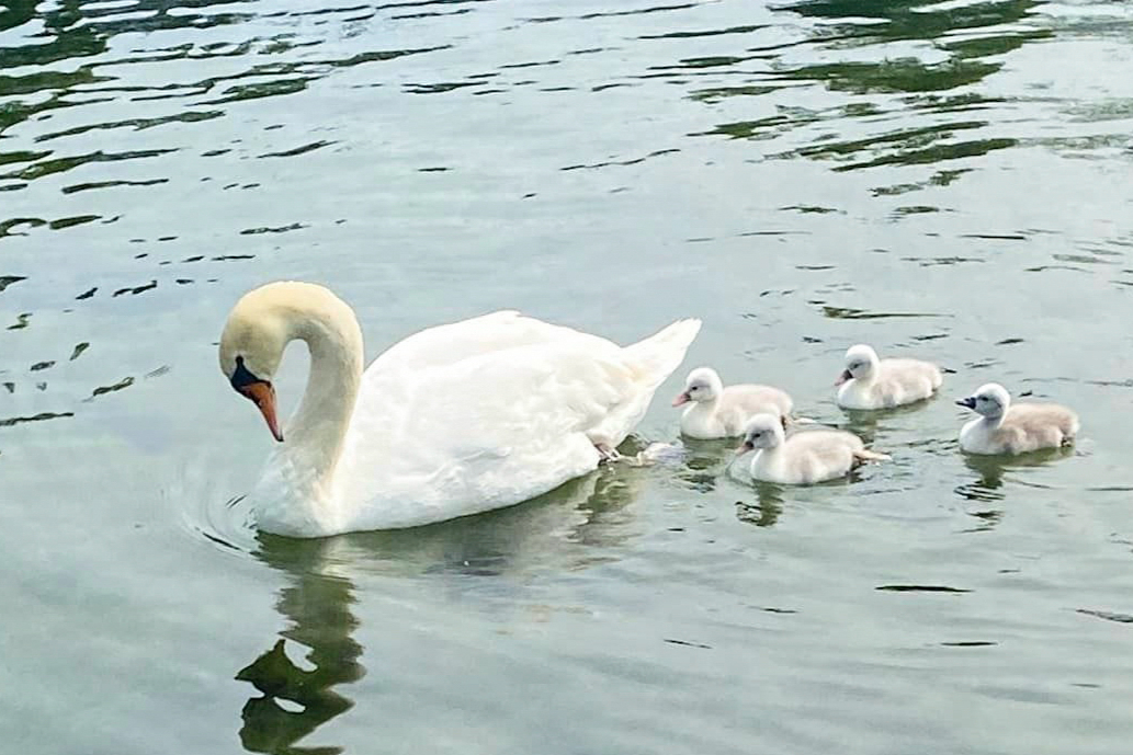 Three New York teenagers arrested over killing and eating beloved swan