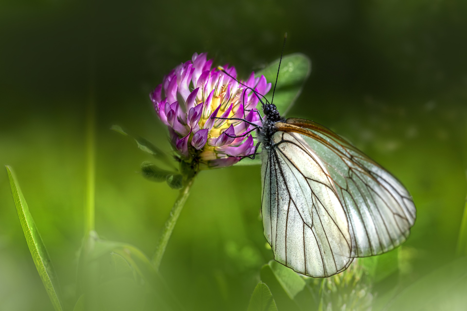 Butterfly thought to be extinct spotted in London
