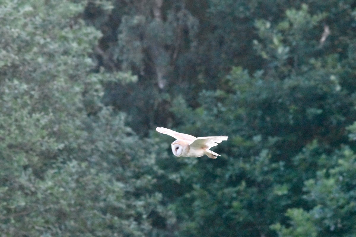 Barn owl spotted on London’s Hampstead Heath for first time since 1946
