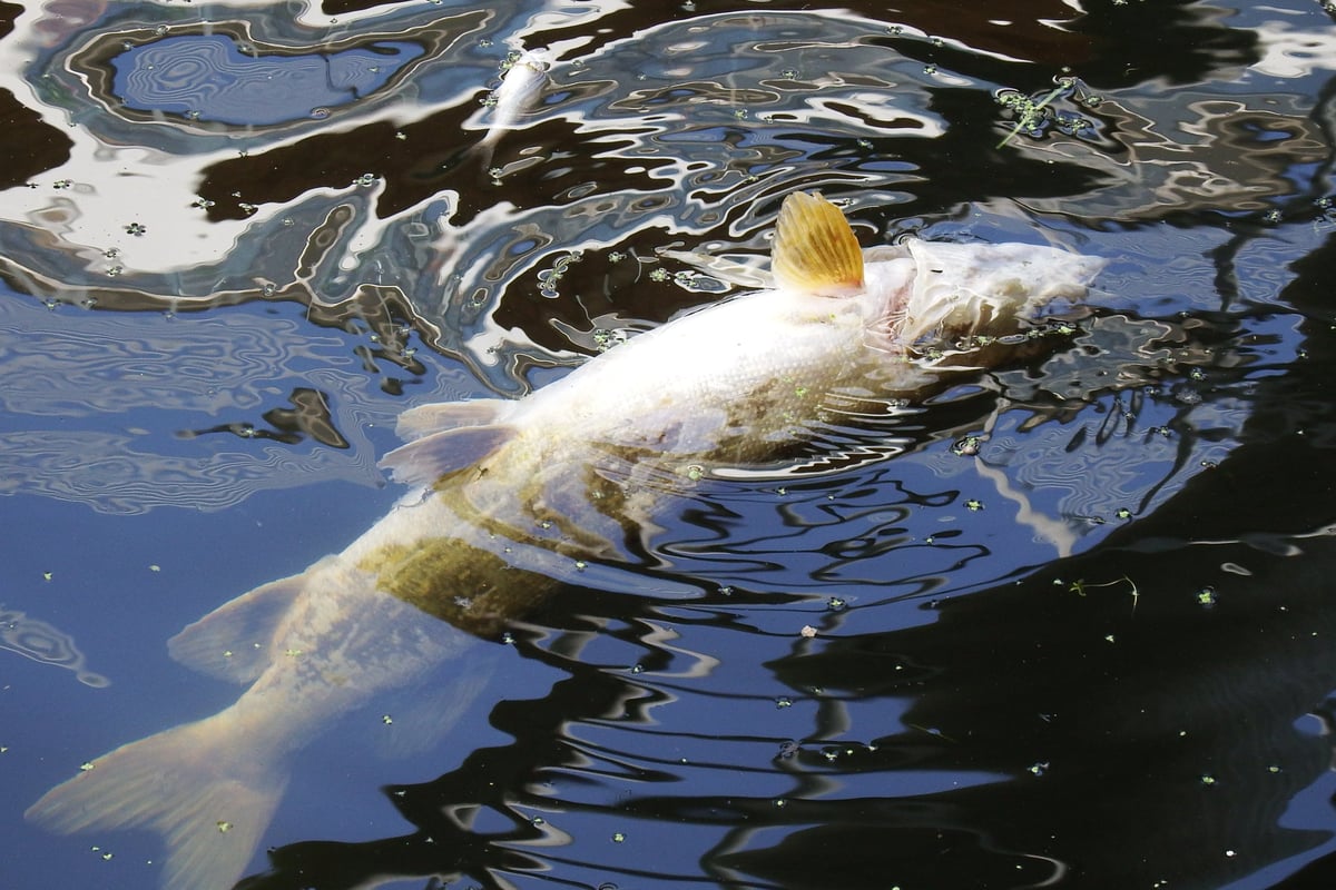 Deaths of ‘dozens’ of fish in River Lea under investigation 