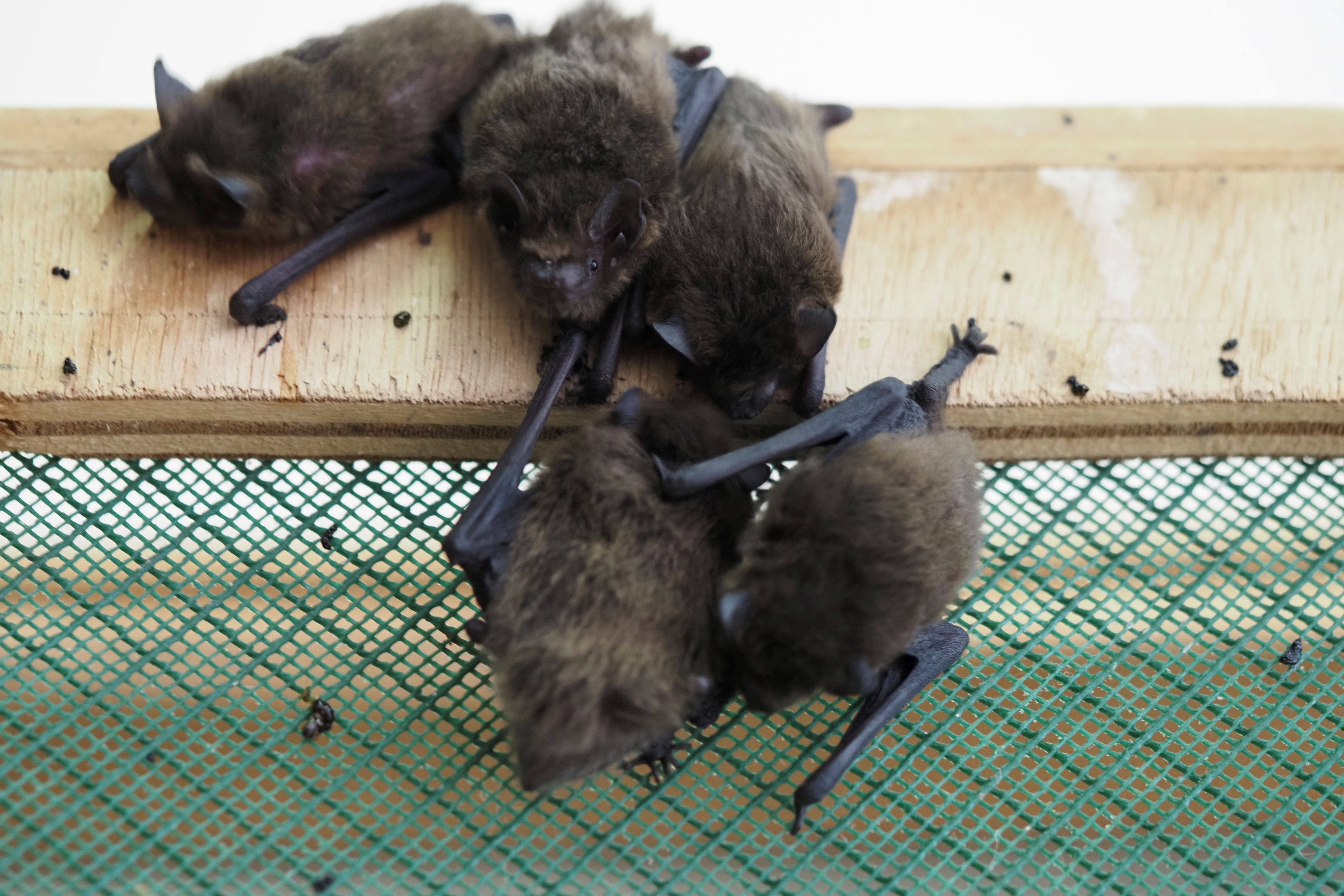 Call for monitoring of UK bat population to stop next Covid pandemic