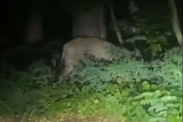 Berlin lion hunt called off as animal probably a boar, say authorities