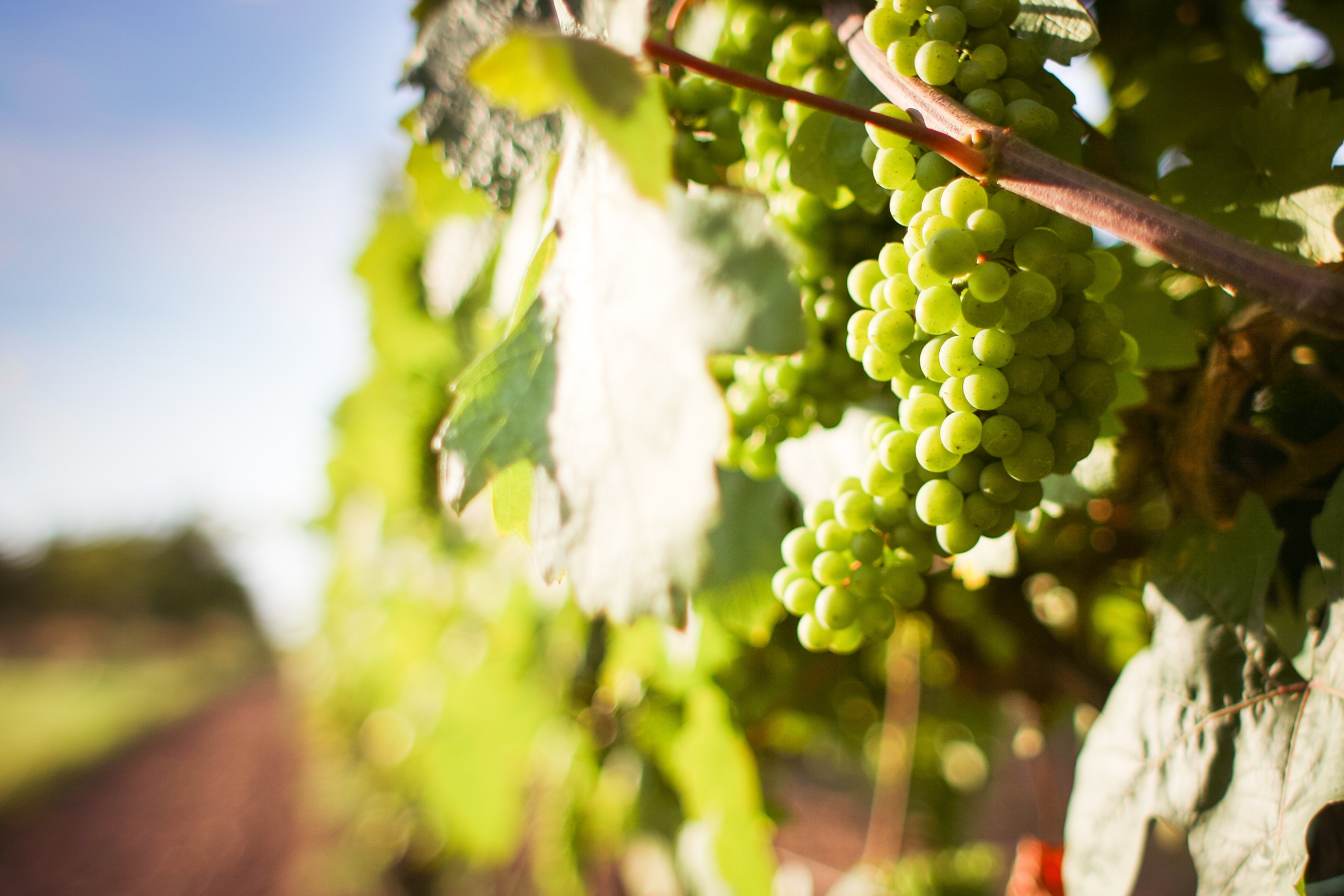 Best Champagne vintages