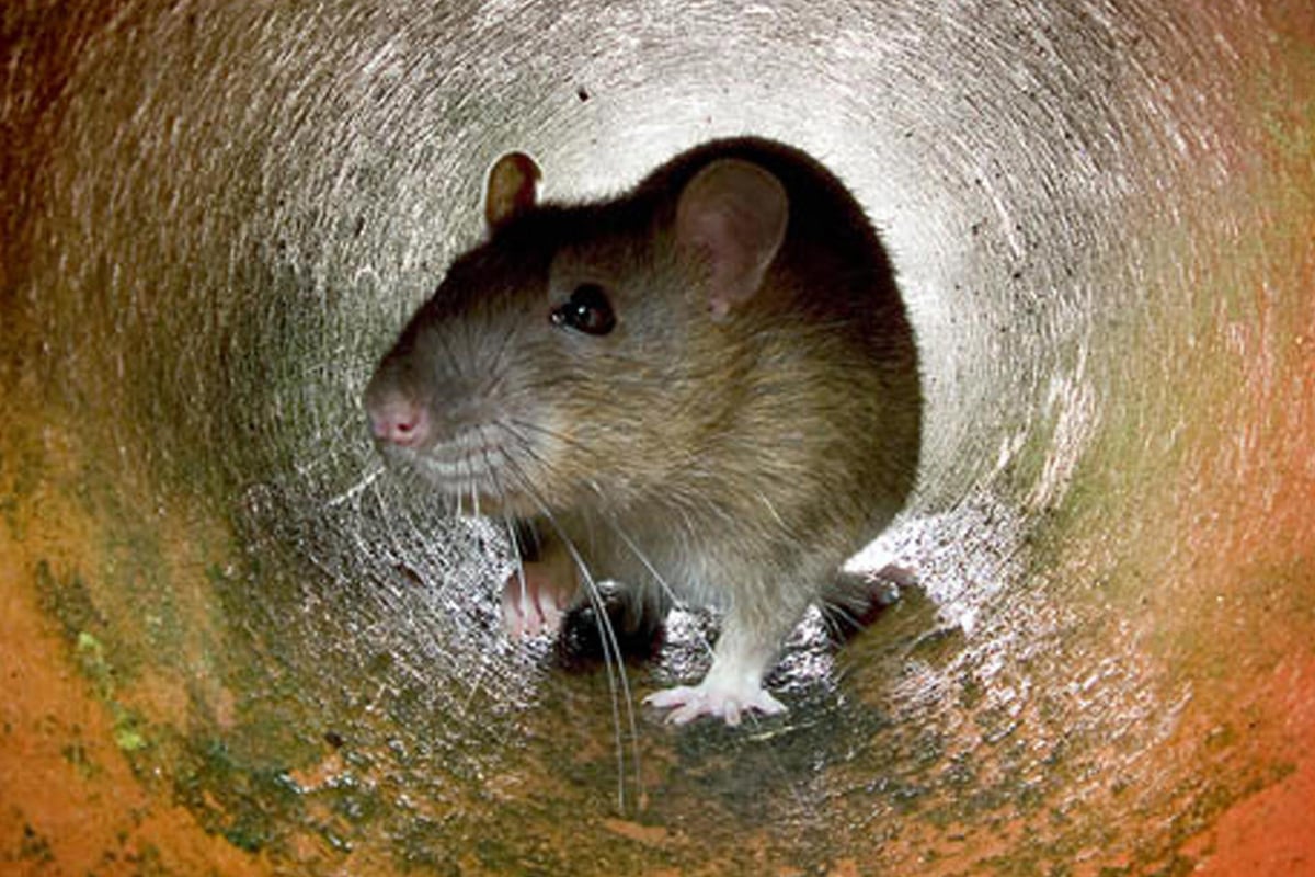 Rentokil sets high-tech sights on London’s rats as revenue rises