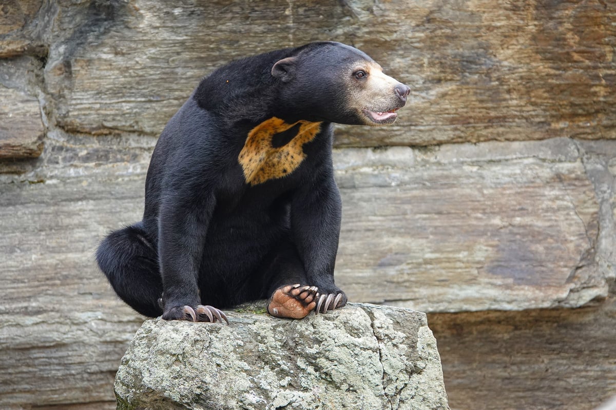 Chinese zoo denies its bears are humans in costumes