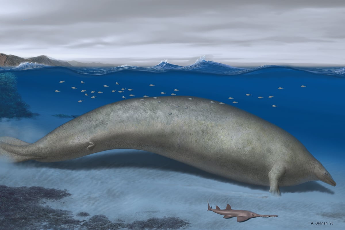 Newly discovered ancient whale might be the heaviest animal ever