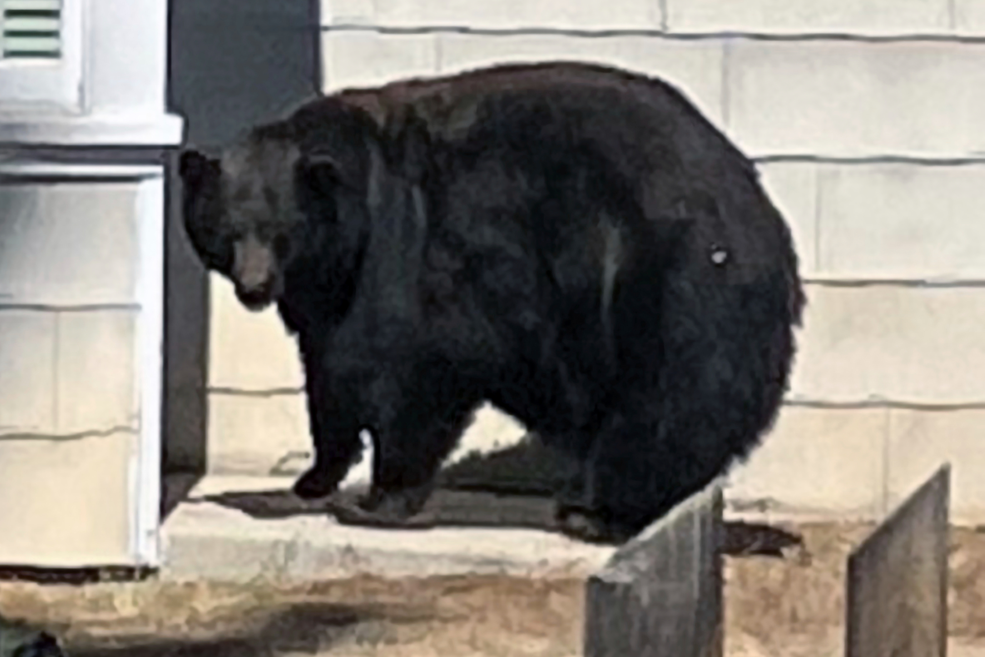Police suspect bear and three cubs are behind Lake Tahoe break-ins