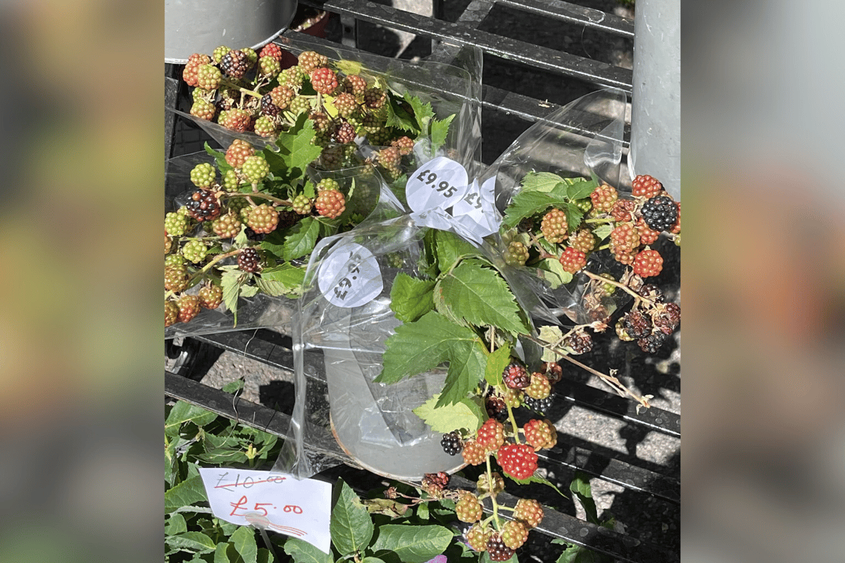 London florist mocked for selling blackberries at £9.95 a bunch