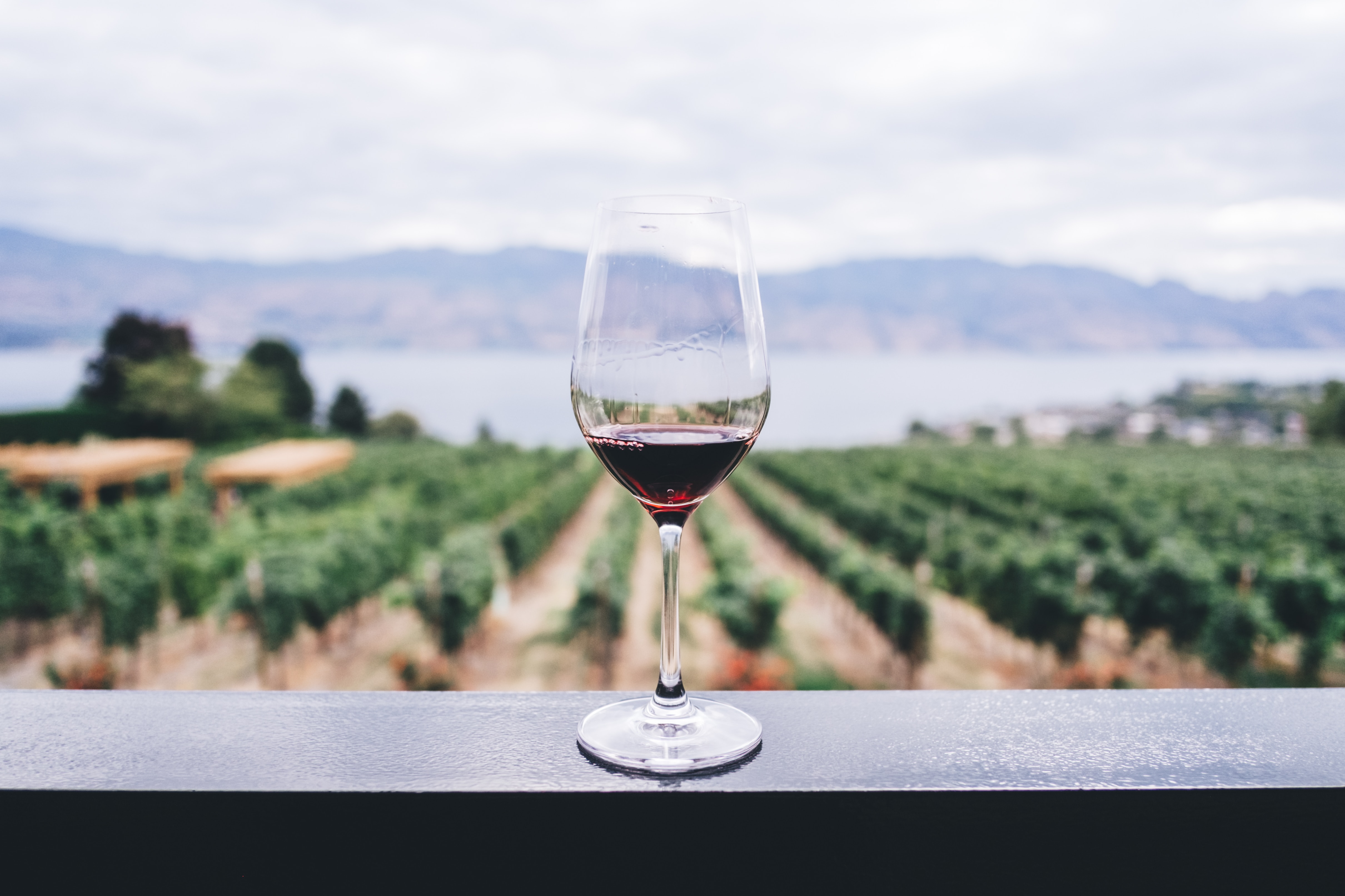 Best red wine for drinking chilled this summer
