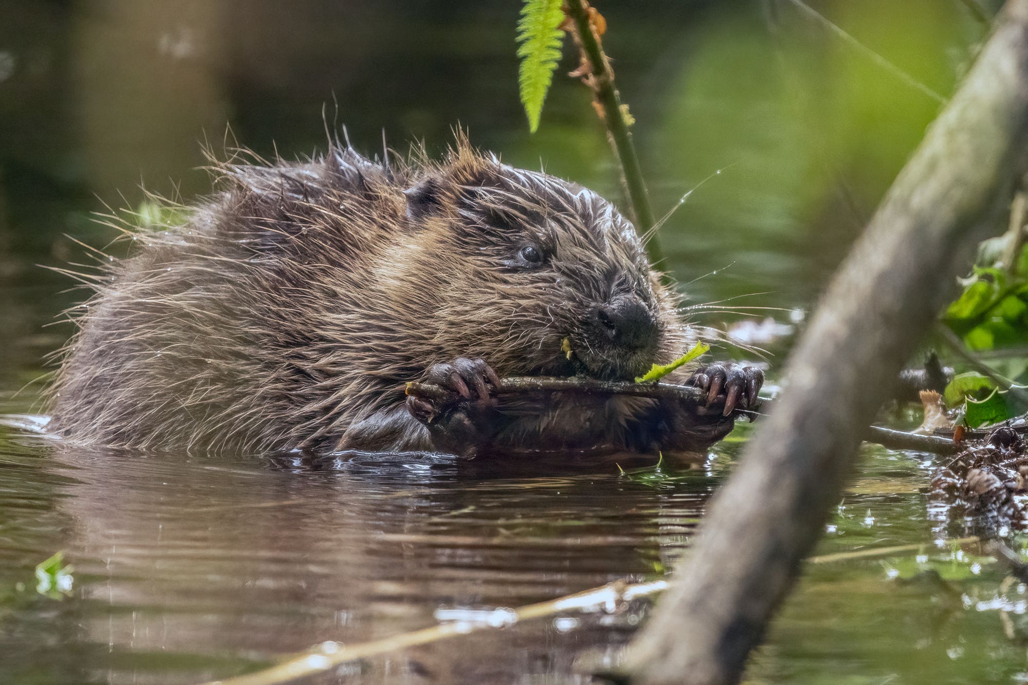 Baby beaver named after England’s World Cup goalkeeper Mary Earps