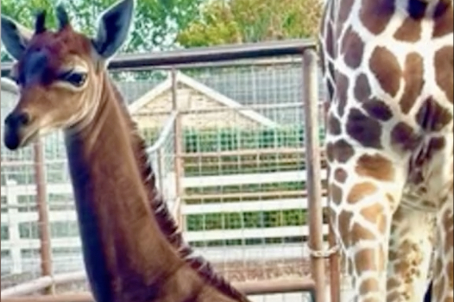 Rare spotless giraffe born