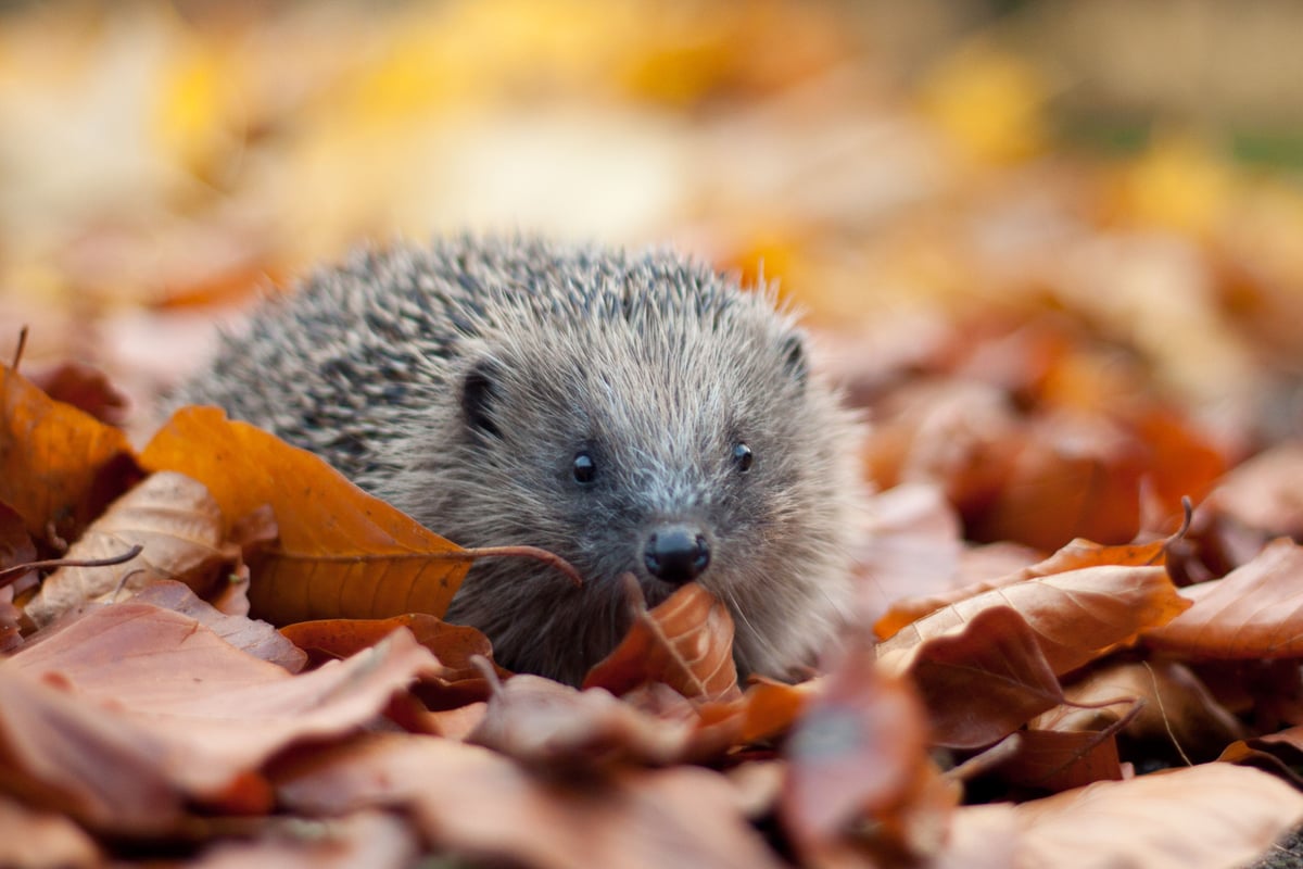 £6 million rewilding fund to help UK’s threatened species