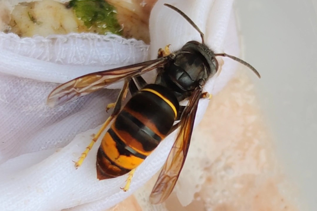 Asian hornets confirmed in London for the first time as numbers rise sharply in the UK