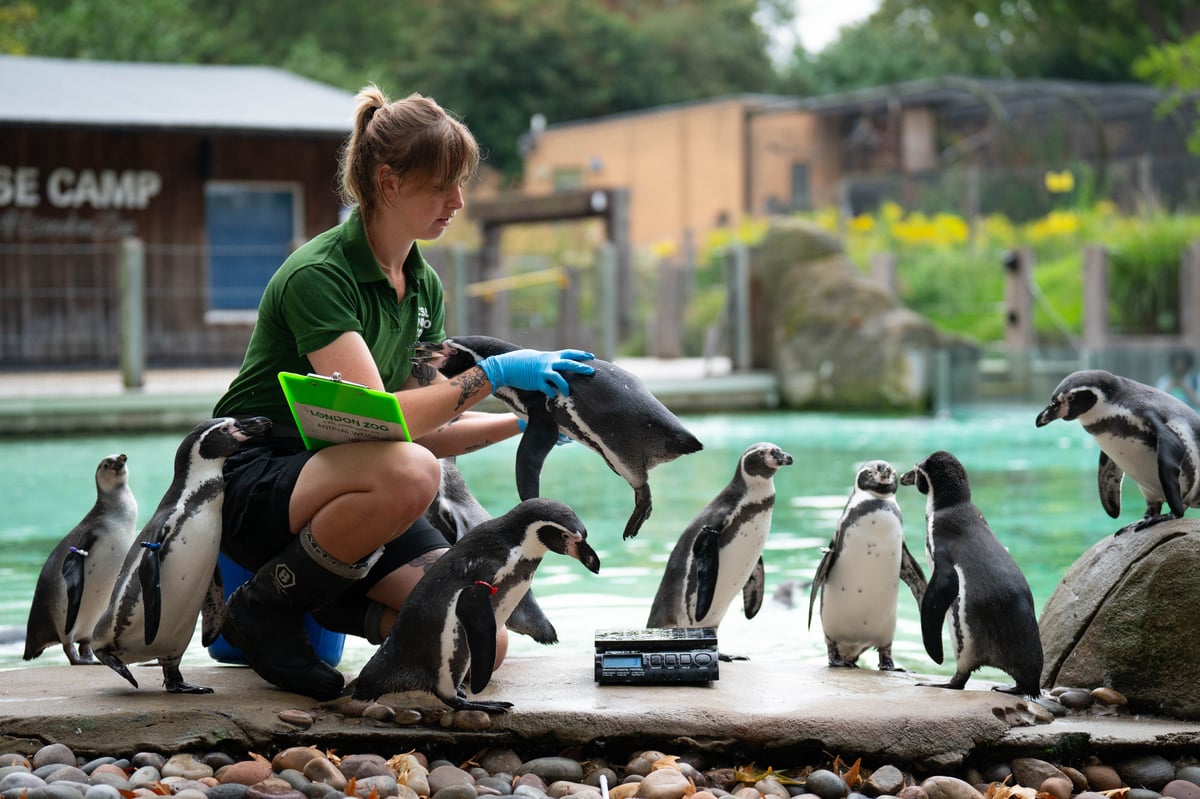 London Zoo annual weigh-in of 14,000 animals leads to adorable pictures 