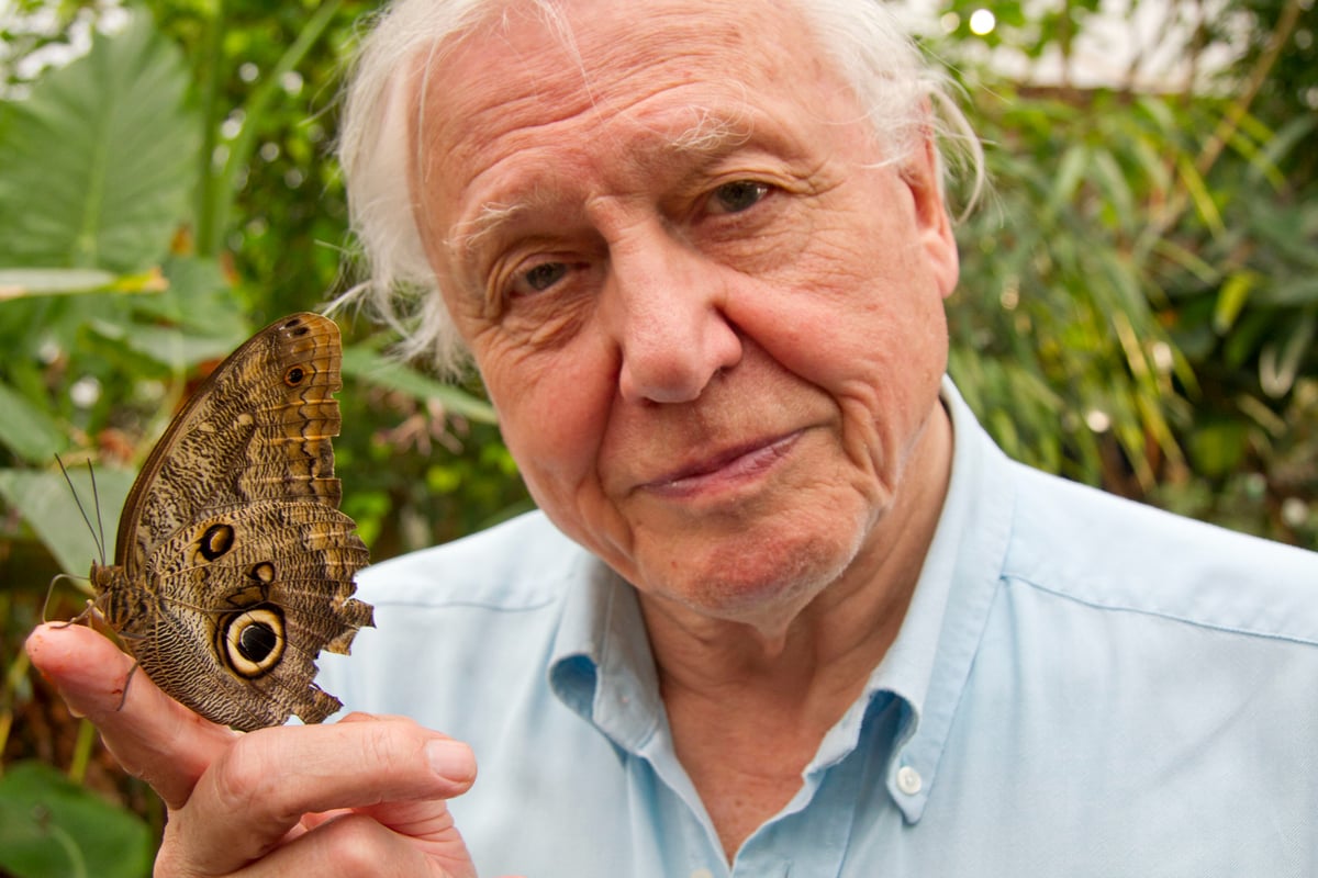 When is Planet Earth III on TV? David Attenborough, 97, to present last ever series 