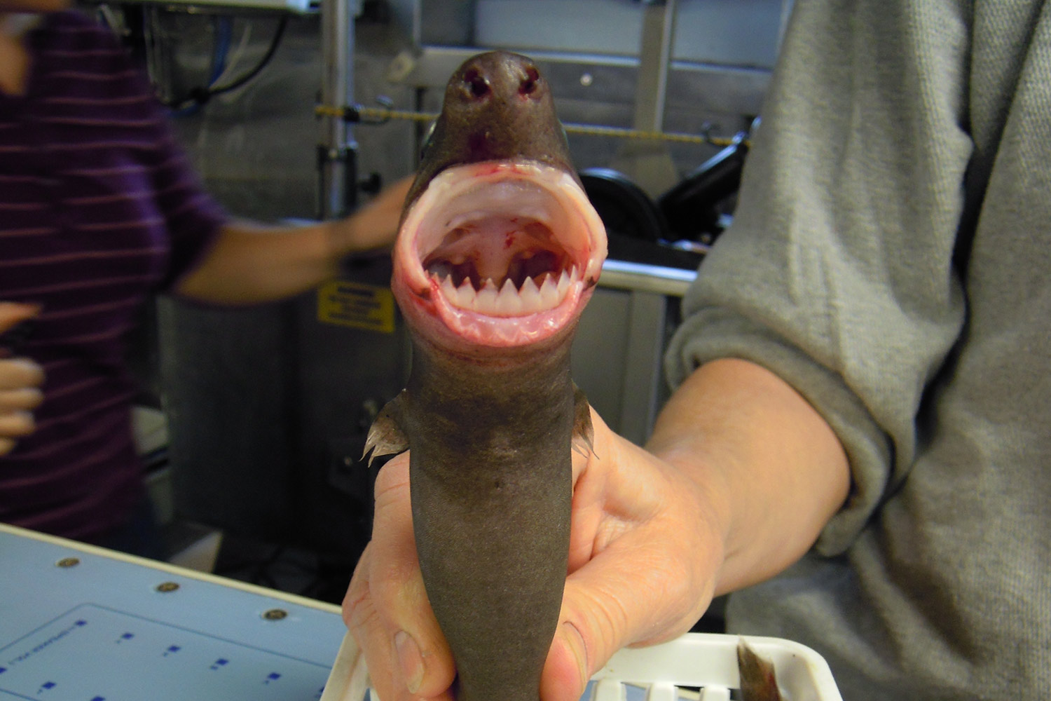 Tiny cookiecutter sharks attacked catamaran sparking dramatic rescue