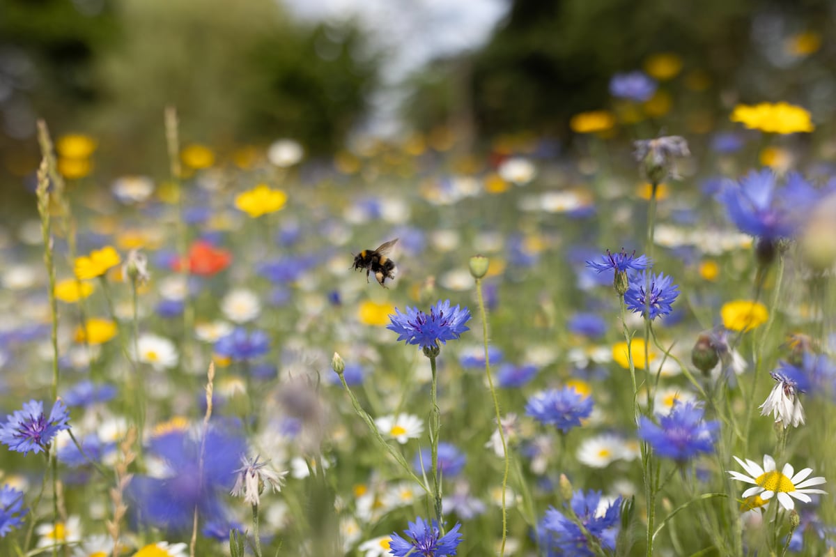 Pollen season: what you need to know