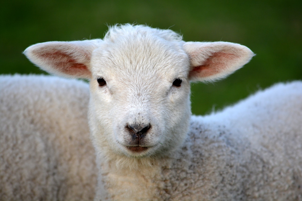 What a Baa-rmy sight: Why is Hampstead Heath filled with sheep?