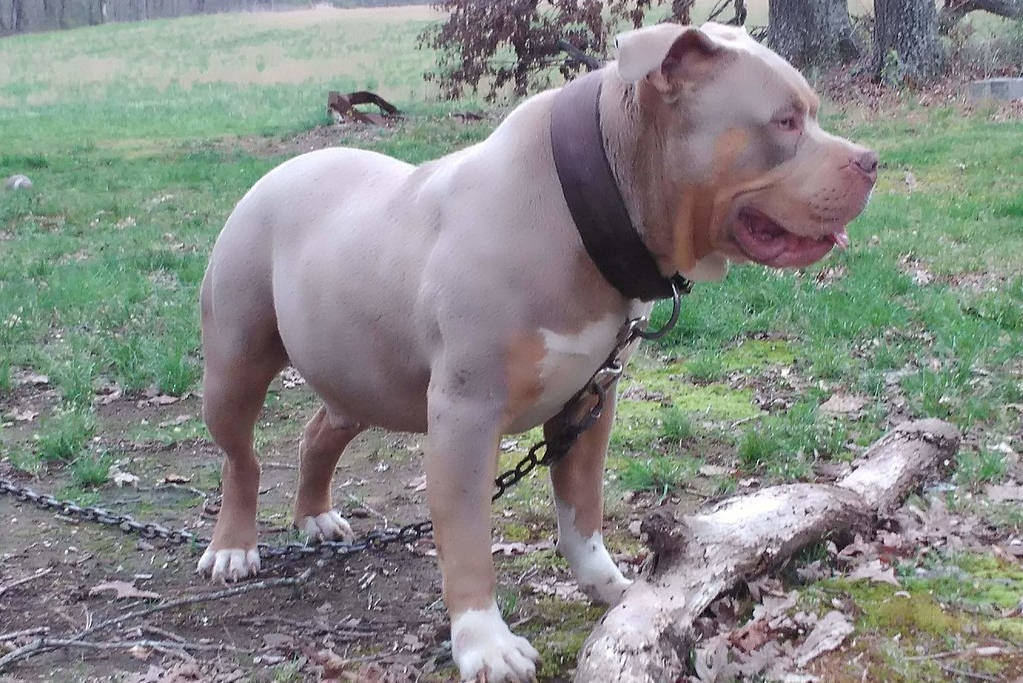 Dog attacks: Man, 60, arrested