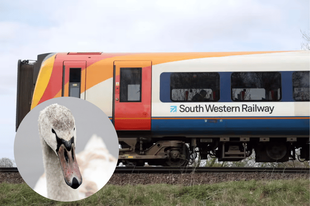 Swan on the line causes delays for south-west London commuters