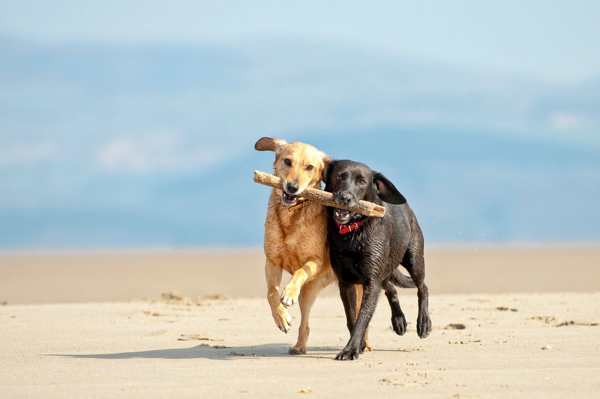 Italian province orders DNA tests for all dogs in poo crackdown 