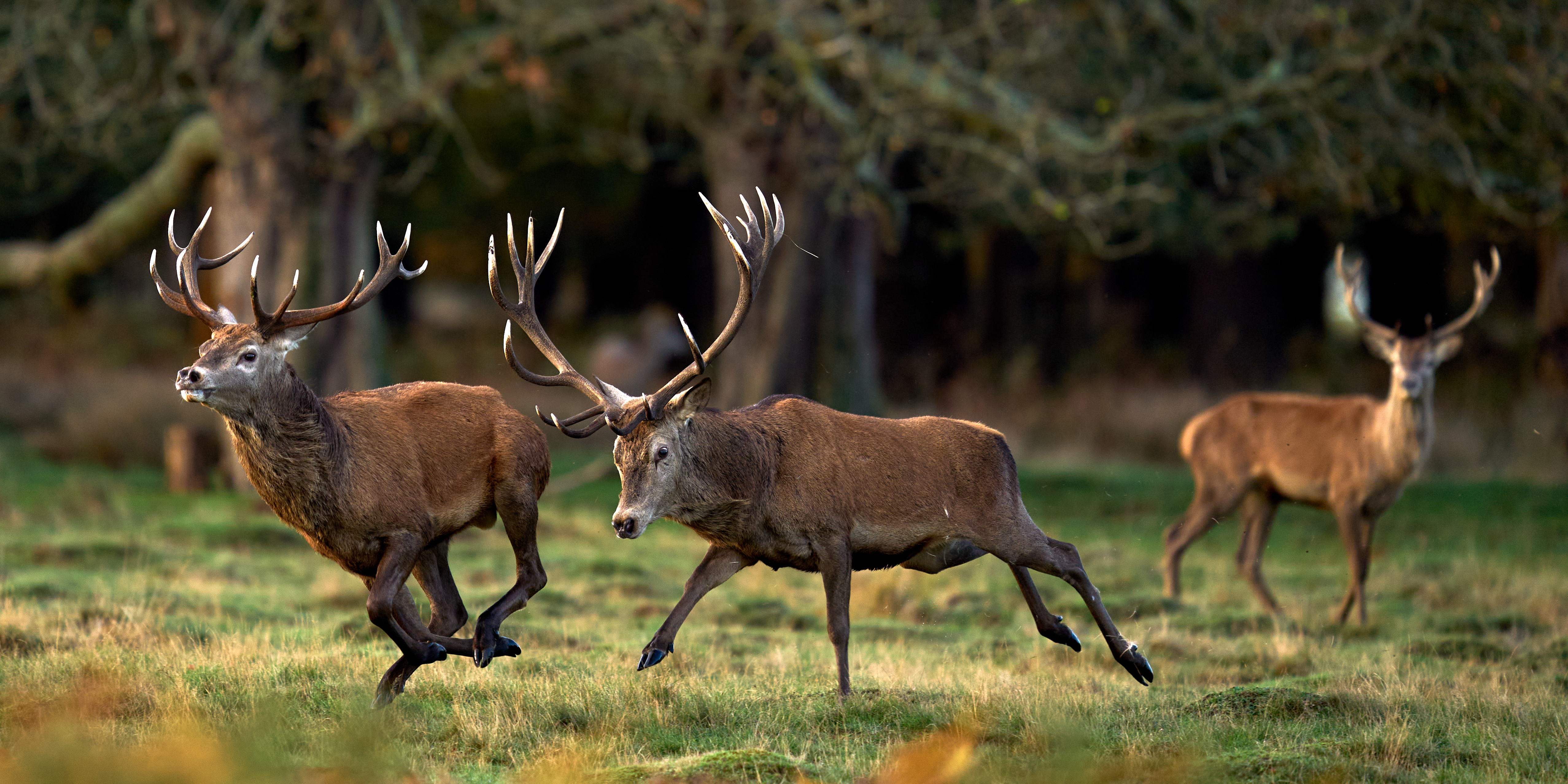 Rutting stags can be dangerous, Royal Parks warns Londoners