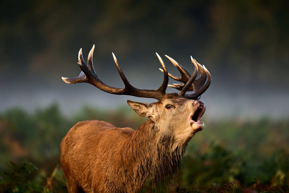 Climate change causing 'chaos' for UK nature