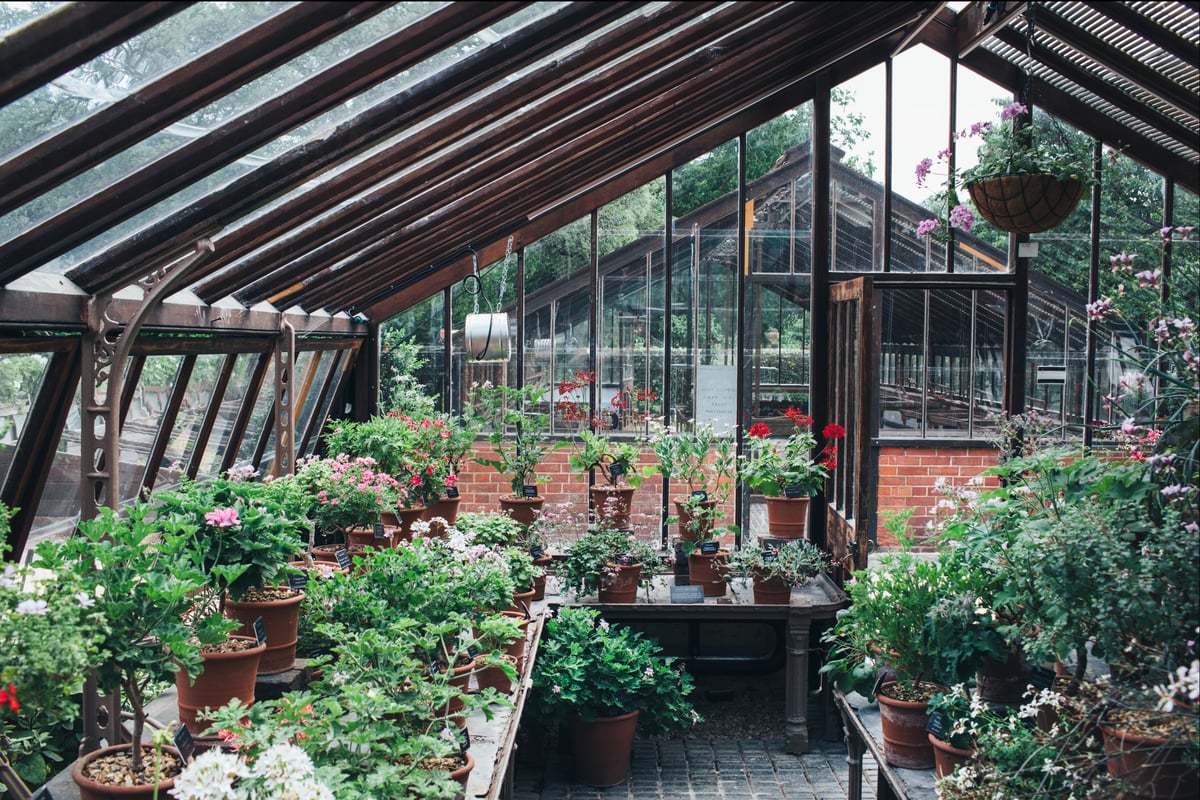 Gardener’s notebook: inside the transformed glasshouses at Chelsea Physic Garden