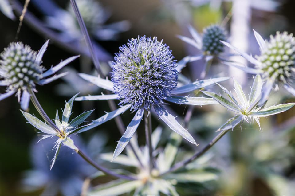 A macro shot of sea holly blue hobbit