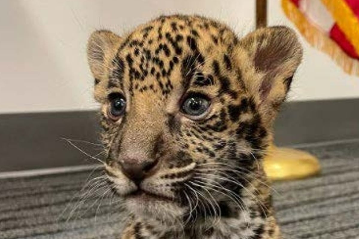 Texas couple arrested on suspicion of selling jaguar and a ‘near threatened’ margay