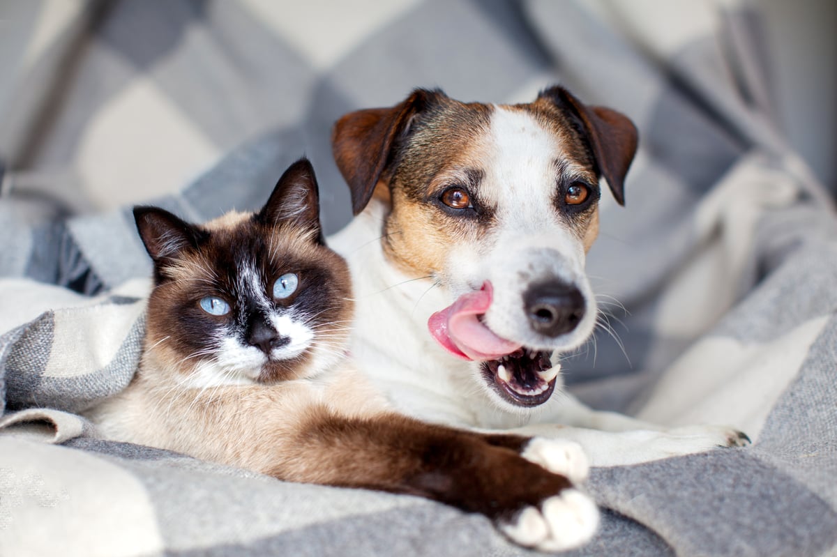 Dental health: why it really matters for cats and dogs’ wellbeing