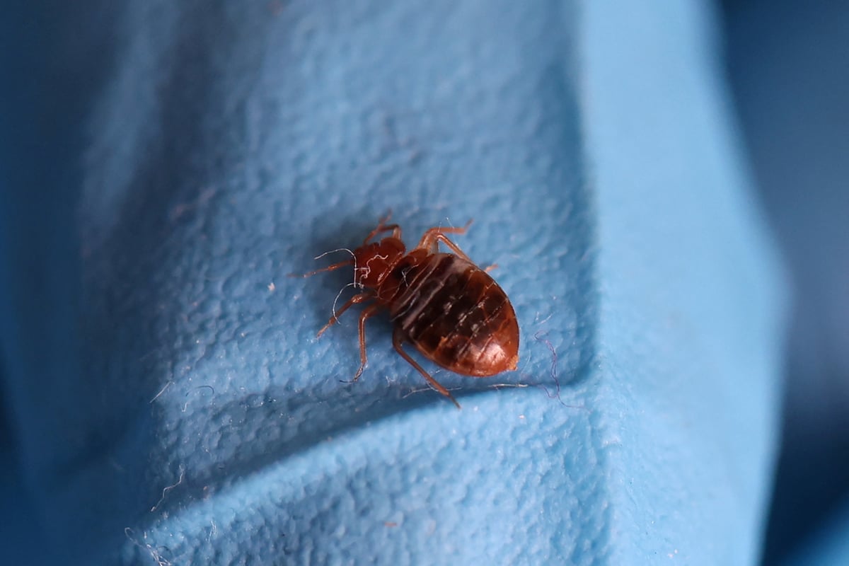 Sniffer dogs being used to detect bed bugs in British hotels and homes