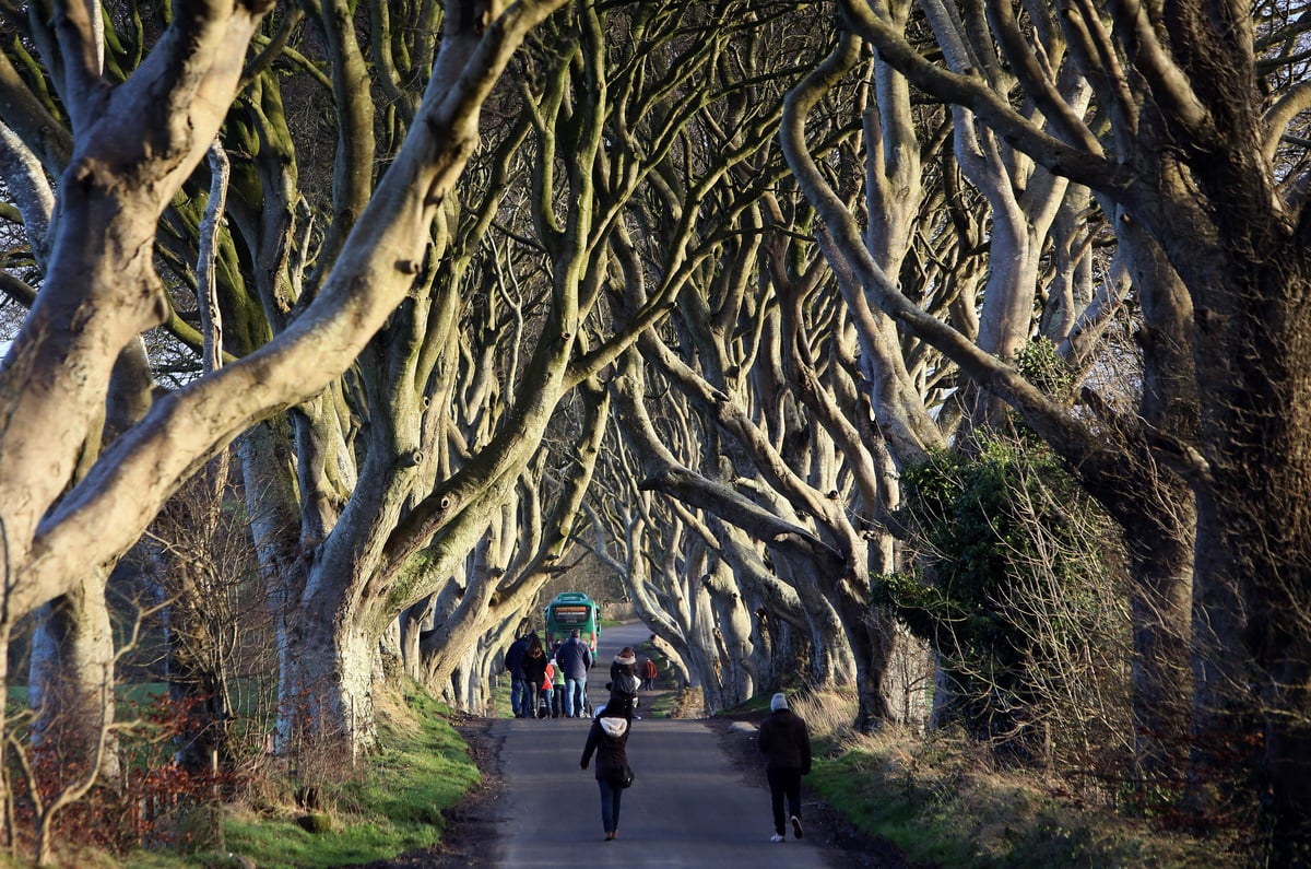 Dark Hedges trees made famous by Game of Thrones facing axe