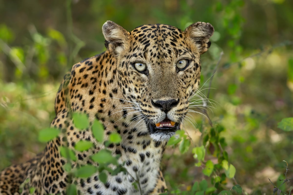 Leopards feature in latest edition of acclaimed wildlife photobook series