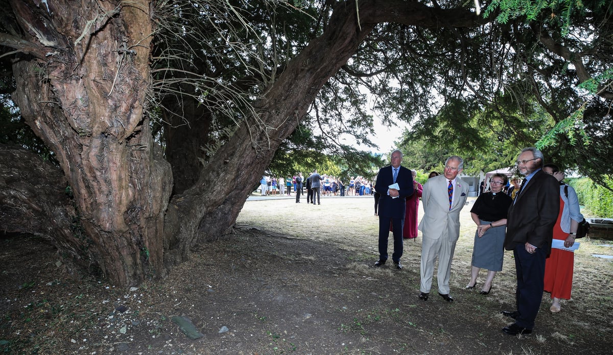 Boy, 14, poisoned after eating yew tree berries on park stroll