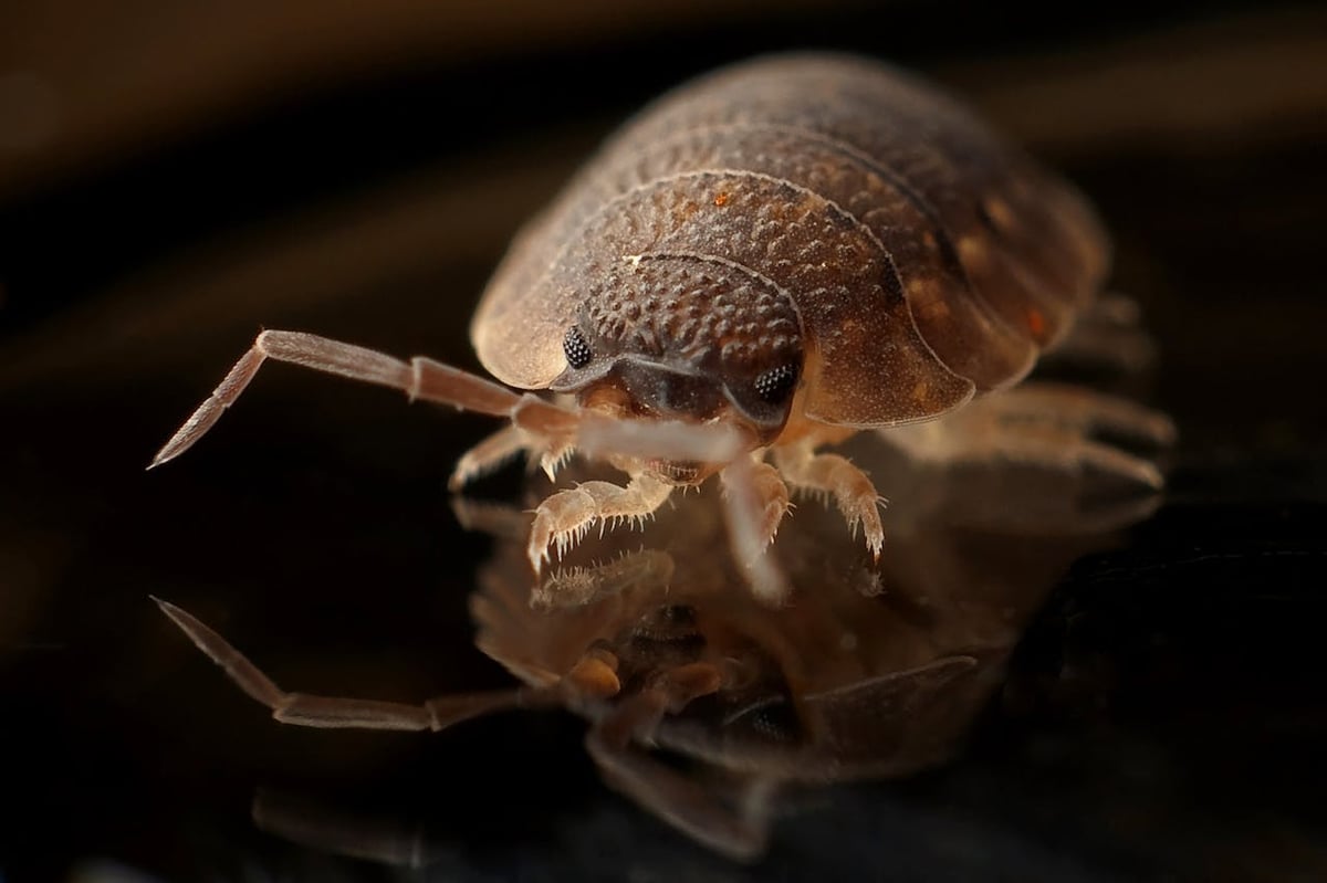 Bedbugs became the 'first urban pest' as humans moved out of caves 