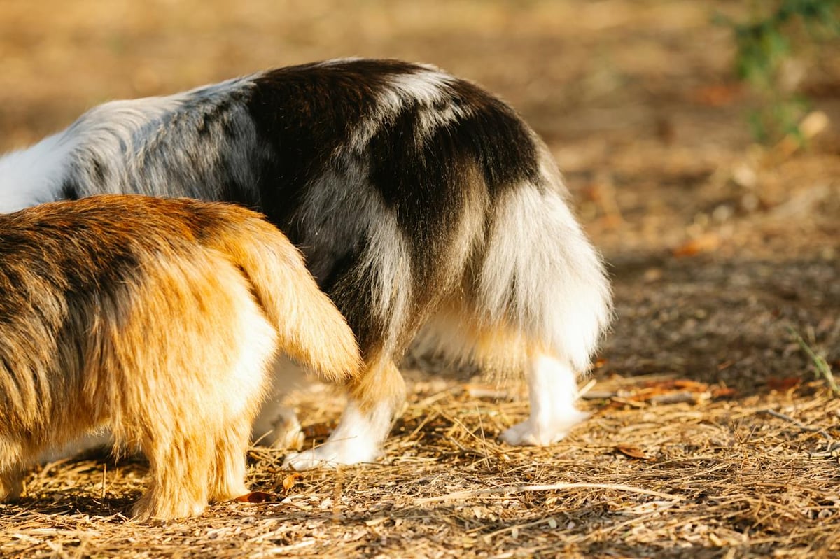 Why do dogs wag their tails? Science has the answer