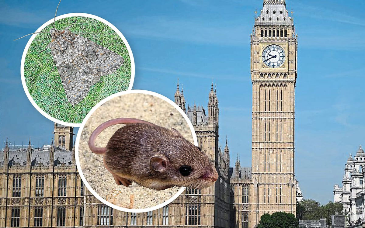 Pests in parliament out of control?