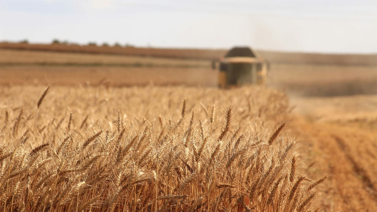 What is Chlormequat? Pesticide found in Cheerios and Quaker Oats