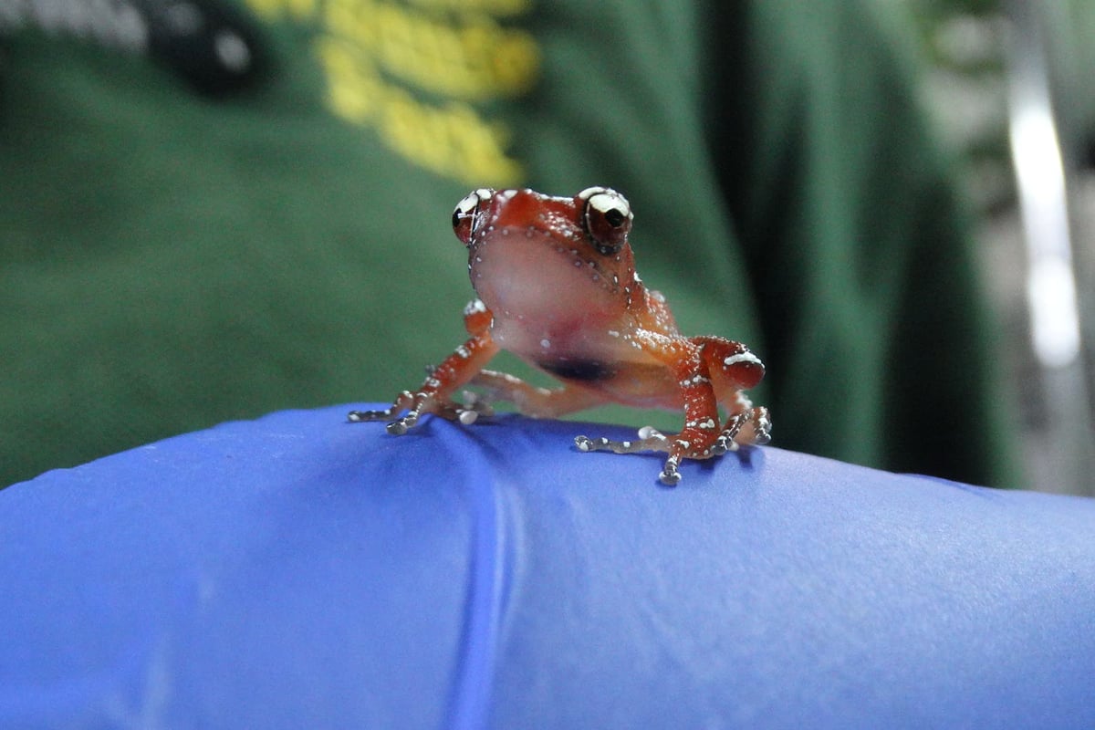 Frog species in ‘perilous state’ bred at Cotswold Wildlife Park