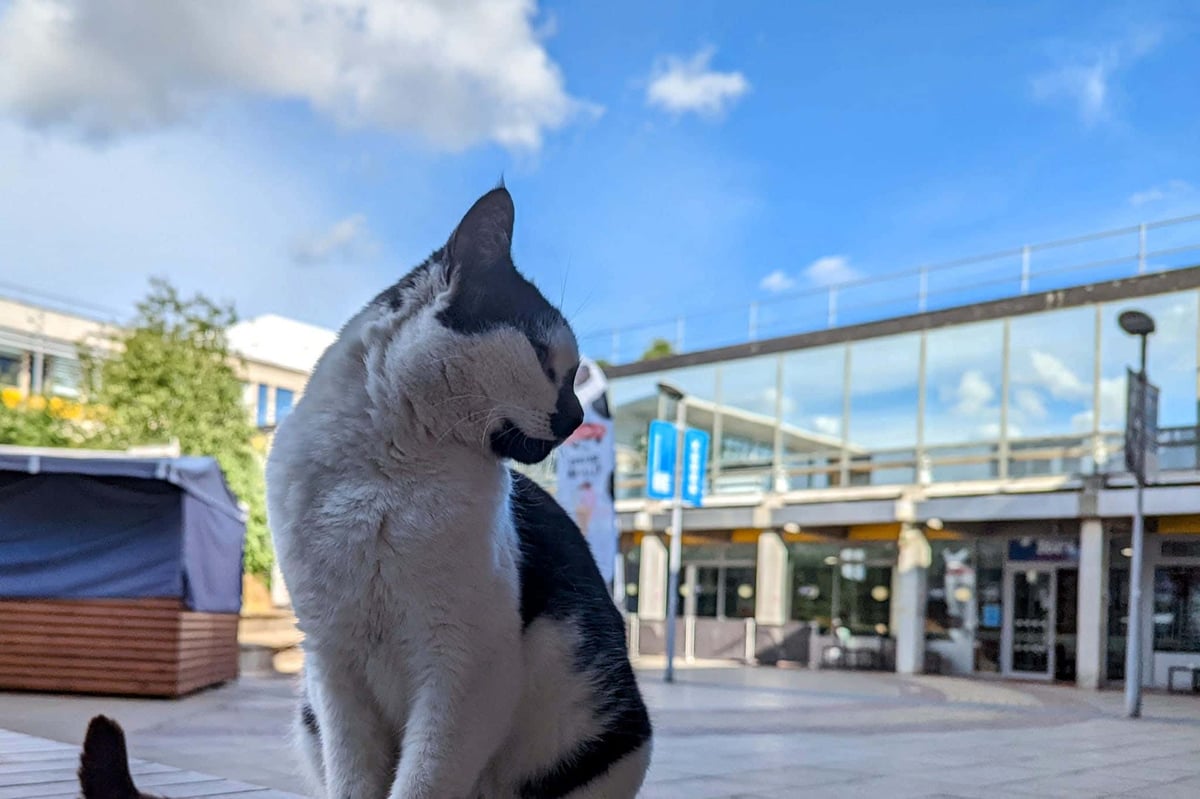Pebbles the campus cat honoured with statue at his chosen university
