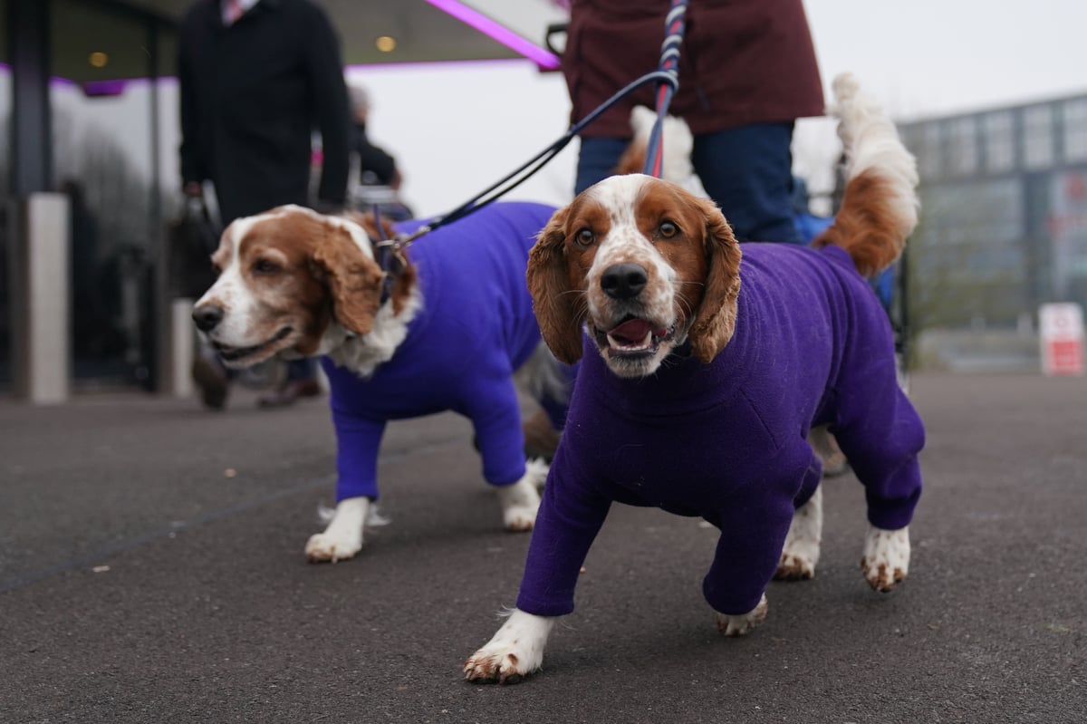 Which dog won Best in Show at Crufts 2024? Full winners list