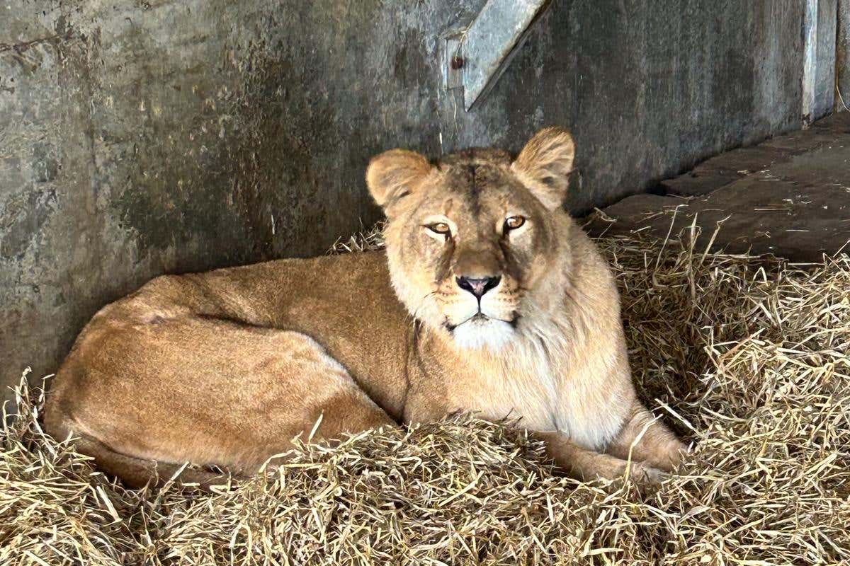 Lions rescued from war-torn Ukraine arrive in Yorkshire