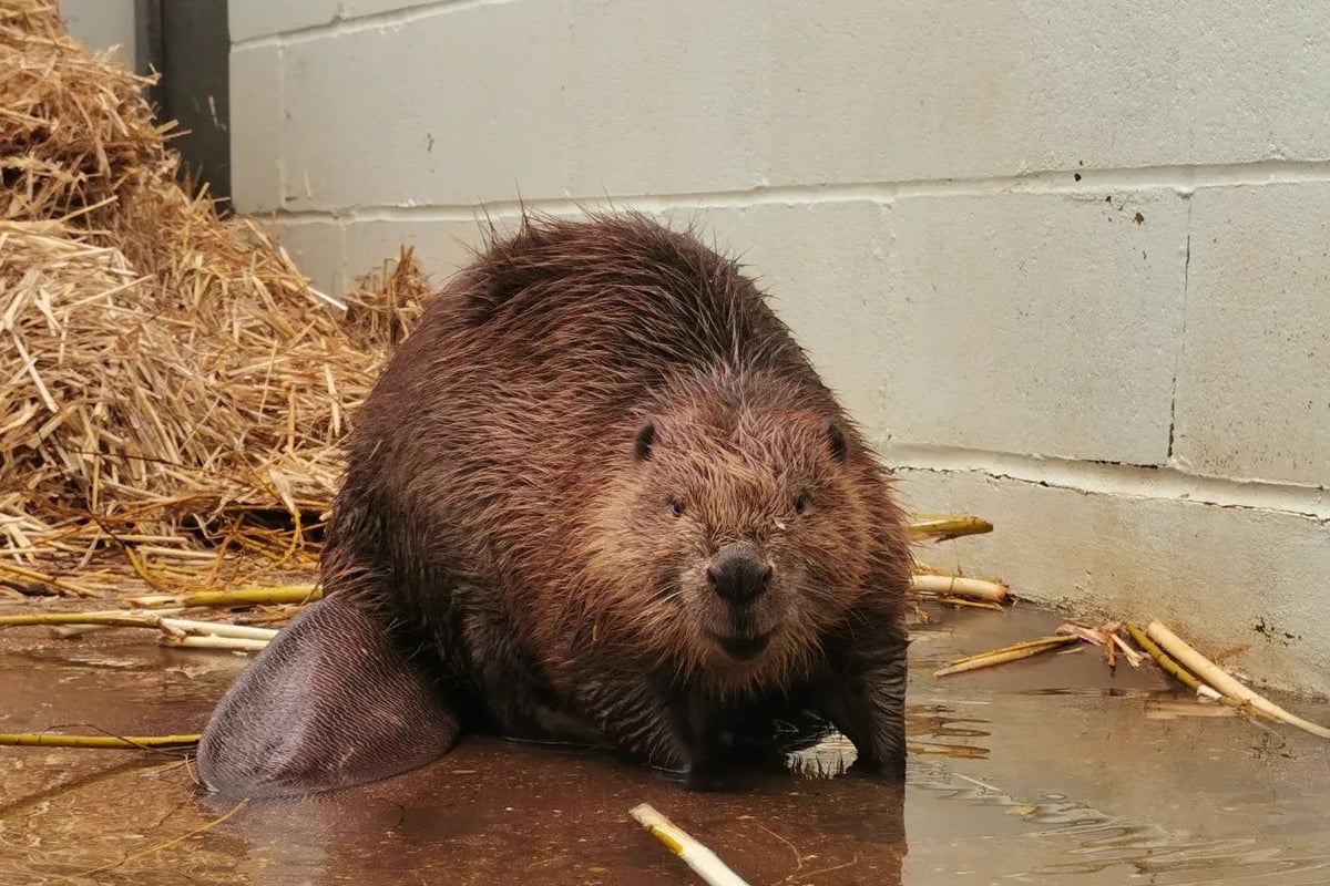 Washed-up beaver makes recovery at RSPCA wildlife centre