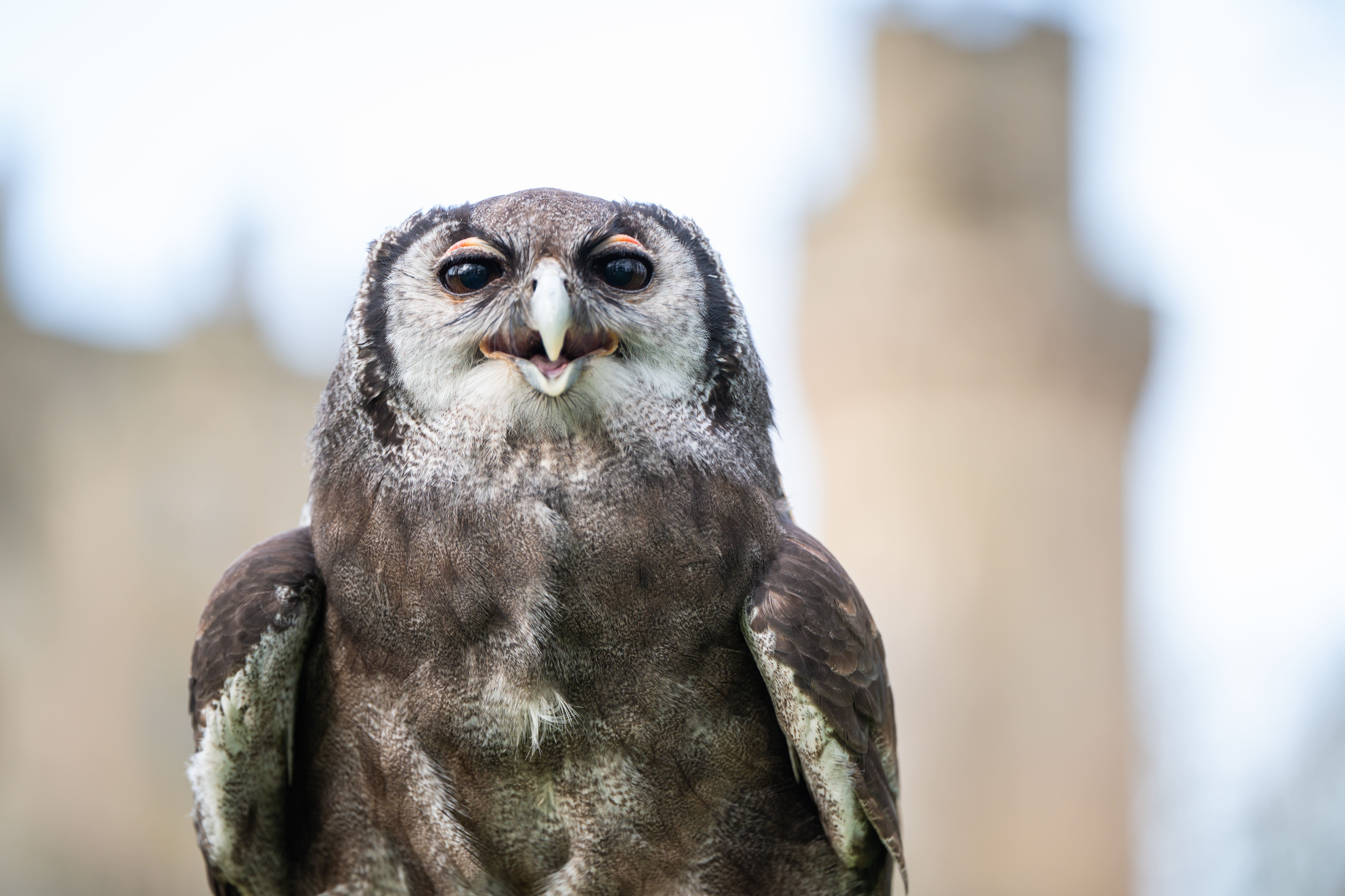 He’s a hoot: Owl retiring after three decades at Warwick Castle
